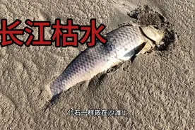 武汉长江水位大降，江滩一望无垠似沙漠，群鱼搁浅晒成干真可惜视频封面
