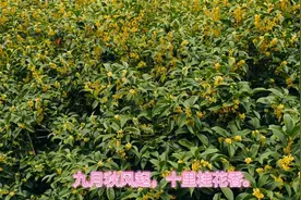 满目桂花清秋，一路诗香醉人视频封面