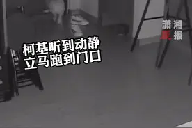 天津一女子家门半夜忽然打开，小狗听到动静立马跑去门口守护。女子：对象睡得比较沉，狗狗冲出去半天都回来了他还没醒视频封面