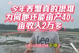 今年养蟹真的很难，为何他还能亩产400斤，亩收入2万多？视频封面