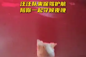 每天寻堤都会遇到这只“小迷狗”。#修勾勾 #洞庭湖决口消防救援 #你可以永远相信中国消防视频封面