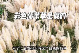 被骗了！被骗了！网红昆明彩色蒲苇草是假的………蒲苇韧如丝、磐石无转移！#景观设计 #昆明蒲苇草 #昆明湿地 #景观 #蒲苇草视频封面
