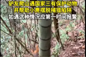 驴友爬山遇国家三有保护动物，并帮助小麂摆脱捕猎陷阱。如遇这种情况应第一时间报警，在保障自身安全的情况下救助野生动物。#今日国土科普视频封面