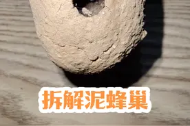 拆开泥蜂的蜂巢，看看它住几居室的房子 #昆虫记