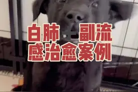 犬白肺➕副流感治愈案例 广西玉林4.7kg小黑确诊白肺➕副流感并发，配药治疗3天明显好转，一周症状消失，体内炎症数据恢复正常，至今正常！把祝福总给小黑，愿健康成长，永久远离病痛[胜利] #狗狗生病 #白肺 #肺炎 #犬副流感 #狗狗视频封面