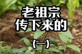 #草药科普 #草本植物 #墨旱莲 一个老祖宗传下来的方法视频封面