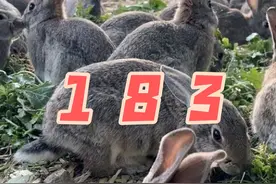 三农人国庆节假日不停歇，大家想看的顶楼散养兔，每个人场地都不一样，一定要根据自己的情况进行资源利用，大哥家兔子喂的还挺肥#支持三农扶持三农发展 #助农