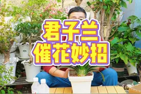 多年的君子兰不开花，试试老胡的妙招