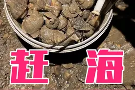 即墨田横一个人无人区赶海捡海螺捡的手套都破了，海螺螃蟹太多了手都忙不过来了，直接爆桶。#赶海 #青岛#田横视频封面