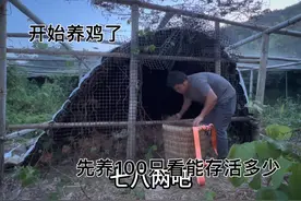 要开始养鸡了，先养100只，看看到时候看能存活多少 要开始养鸡了视频封面