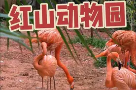 南京旅游攻略之红山动物园！不废腿溜娃，我的攻略最靠谱！ #万物皆可种草搜 #旅游攻略 #南京旅游 #南京红山森林动物园 #带娃出游