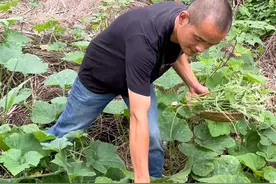 这碗菜你能吃几碗饭 今年第一餐南瓜尖子，这盘菜你能吃几碗#南瓜尖 #南瓜尖做法 #南瓜尖炒来吃味道不错 #南瓜藤家常做法 #南瓜藤的正确做法