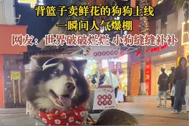 近日，重庆。背篮子卖鲜花的狗狗上线，一瞬间人气爆棚！网友：世界破破烂烂，小狗缝缝补补！#卖花小狗 #赚狗粮视频封面