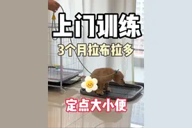 今天上门训练3个月拉布拉多小七定点大小便 #南宁训犬#南宁上门训犬#狗狗定点上厕所 #狗狗定点大小便 #拉布拉多视频封面