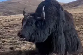 高原霸主野牦牛，实力简直是太凶猛 #野牦牛 #内容启发搜索 #强烈推荐 #野生动物零距离 #科普视频封面