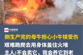 母爱太好哭了😭刚生产完的母牛担心小牛犊受伤，艰难跪爬去用身体盖住火堆，主人:不会卖它，我会养它到老视频封面