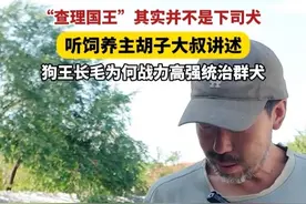#查理国王其实并不是下司犬 ，听饲养主胡子大叔讲述，狗王长毛为何战力高强统治群犬。#查理国王 #长毛 #狗王