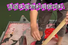 外来物种清道夫做饲料，欢迎大家提供更多处理方法#清道夫鱼视频封面