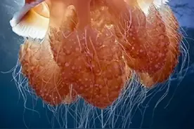 被水母蜇了应该怎么办#科普#涨知识 #水母 #应急科普 #寻找1000位科普达人视频封面