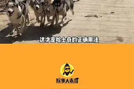 #哈士奇 的正确用法 #狗狗#哈士奇拉车
