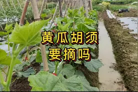 黄瓜的胡须要不要剪掉#农业种植