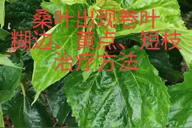桑叶的卷叶、糊边、黄点、断枝的用药#养蚕日记 #桑树桑黄 #养蚕人 #桑叶虫害视频封面