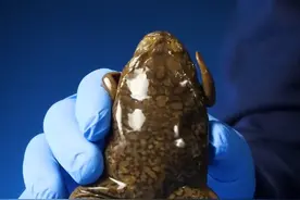 青蛙是怎么做到验孕的#神奇动物在抖音 #动物世界 #科普一下 #科学高光故事集 #青蛙