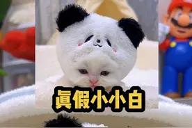 所以猫妈妈真的认识自己的小孩吗？ #小奶猫 #铲屎官的乐趣#抖in萌宠计划