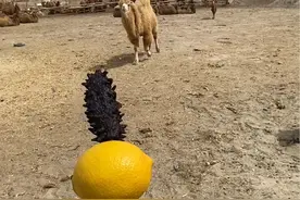 吃海鲜就得用柠檬去腥提鲜#骆驼 #骆驼奶 @绿茵场骆驼