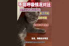 自己喘气都费劲 #新手养猫 #科学养宠攻略 #养猫经验分享 #猫腹式呼吸 #猫呼吸频率视频封面