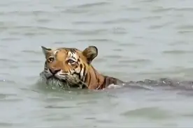 老虎穿越1.5公里宽的河流潮水，拍摄者声称水深超过30米 #老虎 #孙德尔本斯虎 #野生动物视频封面