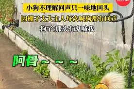 （自采原创）#小狗不理解什么是回声只一味地回头 狗子:那头有鬼喊我😂（素材来源@狗阿骨的日常 ）#狗狗 #狗子 #狗子成精了 #迷惑行为视频封面