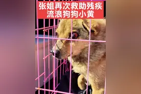 再次救助前双肢残疾、左眼被打导致失明的可怜流浪狗狗“小黄” #狗狗🐶 #流浪狗 前双肢（双腿）被殴打导致残疾，左眼同样被殴打导致失明，多灾多难的可怜流浪狗狗“小黄”，如此可怜，有什么理由放弃救助，世界本就不公，无论多难，也会砥砺前行 #流浪狗狗的故事 #每个生命都应该被尊重 #救助流浪狗 @DOU+上热门 @DOU+小助手 @康乐狗狗家园（民间救助）视频封面