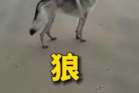 小哥收养了一只被捕兽夹困住的野狼，从呲牙到信任是一个漫长的过程#动物世界 #动物救助 #狼 #动物救援 #万物有灵视频封面