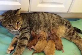 过来人的忠告：养猫不要养“母的”，这些原因很无奈！图片