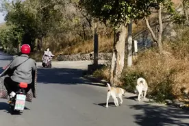 流浪狗携带病菌不容忽视图片