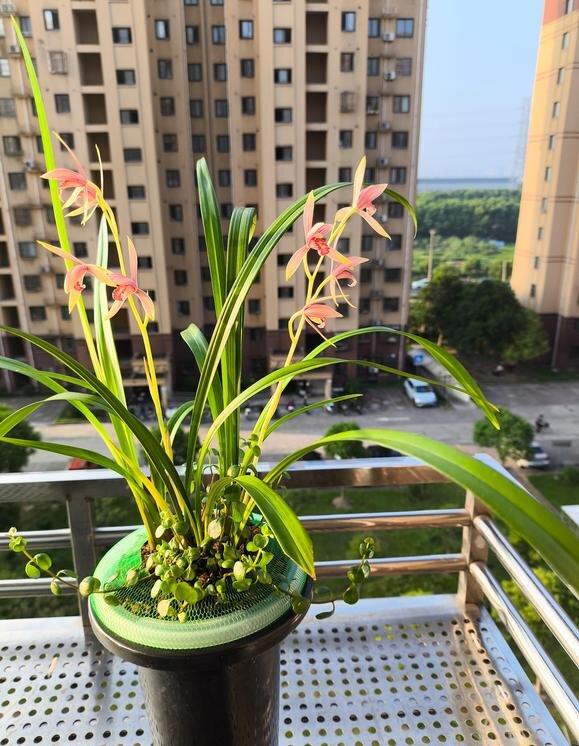 兰友：养兰花，贵在折腾！晒不晒太阳它说了算！