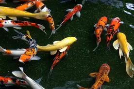 锦鲤、蝴蝶鲤、金鱼和草金鱼，为什么只要互相一混养就死鱼？图片