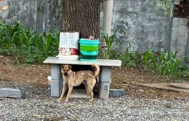 狗主人被反杀案开庭	，9人闯门打砸，妻子后悔冲动，更多细节披露