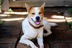 “4句谚语教你选好狗”，不是胡说，老祖宗经验之谈图片