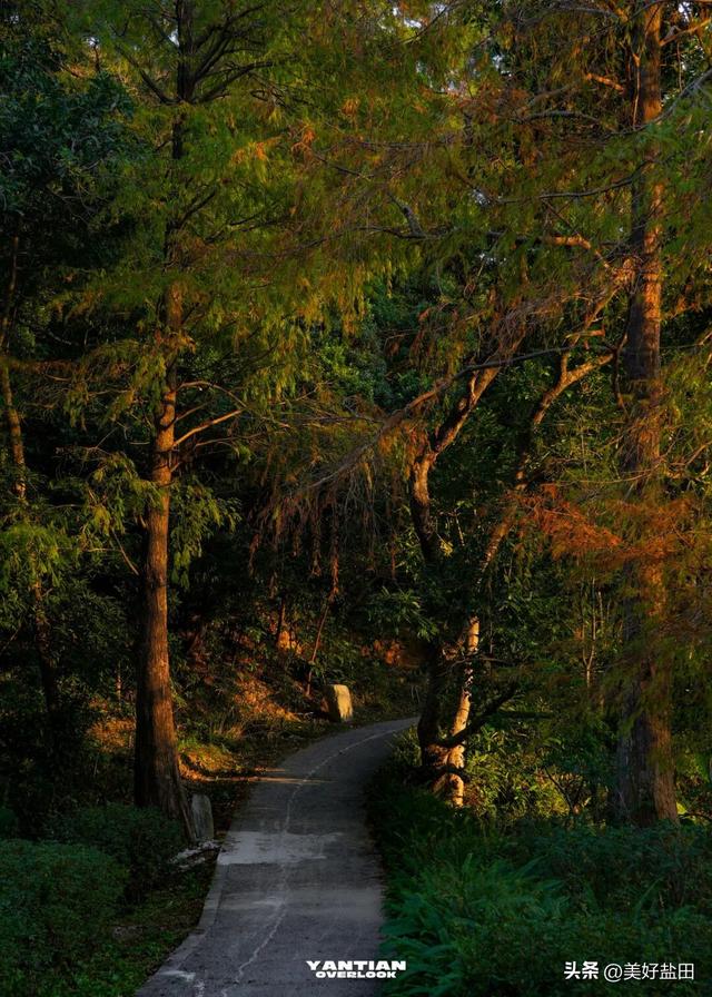 发现深圳“阿勒泰”这些机位的人，真是天才！