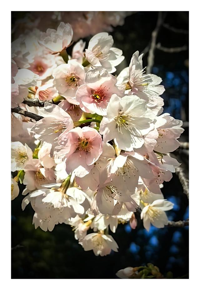 【夏云】早春三月，樱你而美——静安雕塑公园赏花记