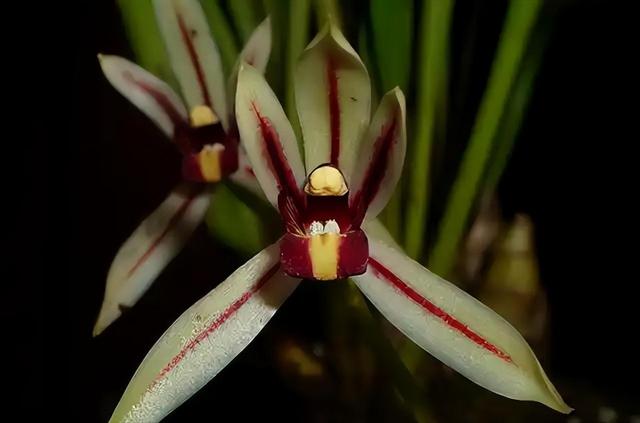 一年仅出现几天！24年四川首次发现“隐身”植物，遇见堪比中彩票