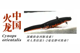 【天宁万象】穿着迷彩服的中国火龙？具有"最强"毒素的蝾螈王者！图片