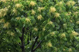 无患子开花图片
