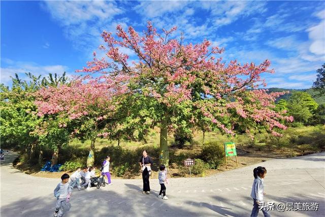 岭南冬如春，童趣蝶翩跹，学子来到佛山卡玛花世界开启蝴蝶研学