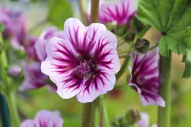 探寻《诗经》里的春光（七）：锦葵图片