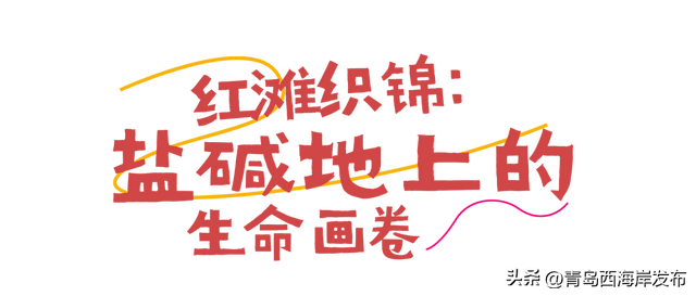 实拍大片！西海岸这片红海滩太红红红红了