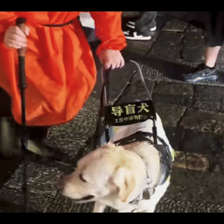 爬泰山的作死夫妻被制裁！导盲犬被收回，身份被扒，家里还有一只