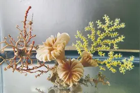 海平面500年上升20米，1万年前南极冰盖为何退缩图片
